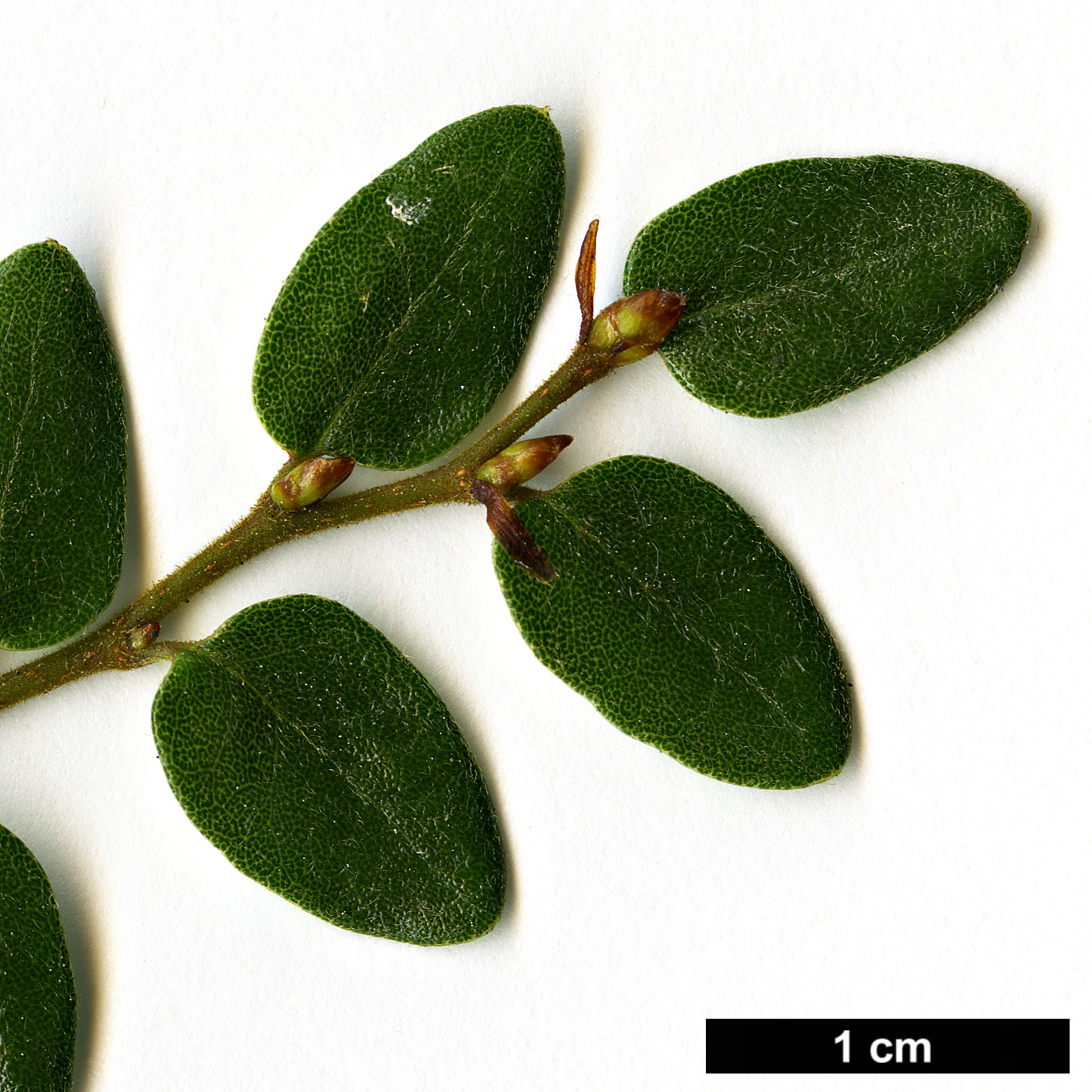 High resolution image: Family: Nothofagaceae - Genus: Nothofagus - Taxon: solanderi - SpeciesSub: var. cliffortioides